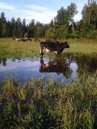 Sjöko i Ägnan