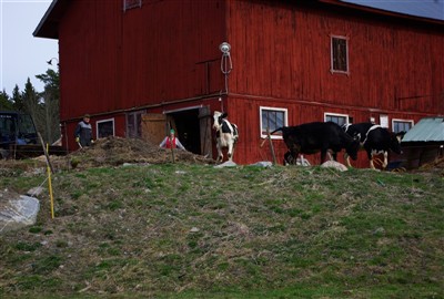 Släpp kvigorna loss det är vår