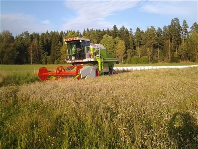 Jacob tröskar höstvete